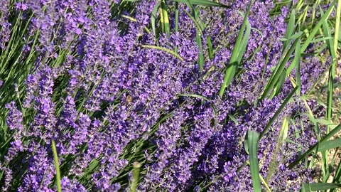 Lavender flowers swaying in the wind 動画素材 85389934