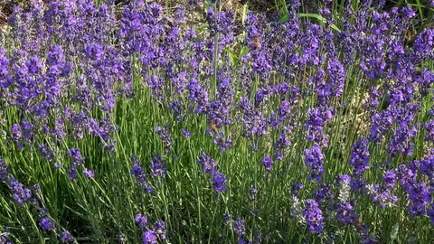 Lavender flowers swaying in the wind 動画素材 85389953