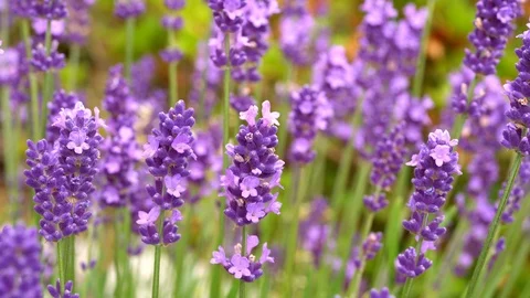 Lavender Flowers swaying in the wind Video stock 109362835