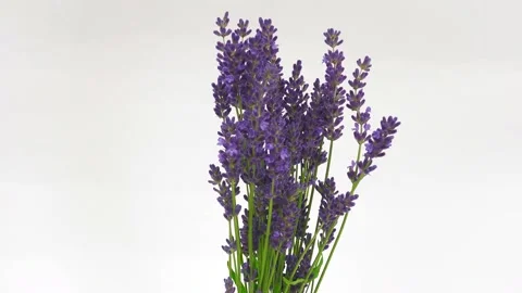 Lavender flowers. Top view, 360 degree rotation, close-up Stock Footage 201382601