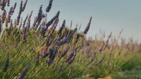 Lavender Flowers Under Clear Blue Sky – Peaceful Floral Landscape Stock Footage 310613009