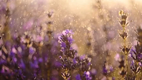 Lavender Flowers under splashes of water in sunset Stock Footage 278462667