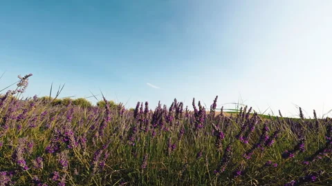 Lavender flowers under sunny day Stock Footage 245720005