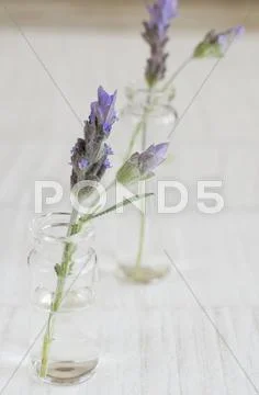 Lavender Flowers In Vases