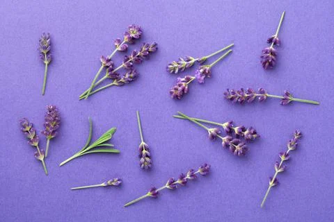 Lavender Flowers On Violet Background Flat Lay Stock Photos