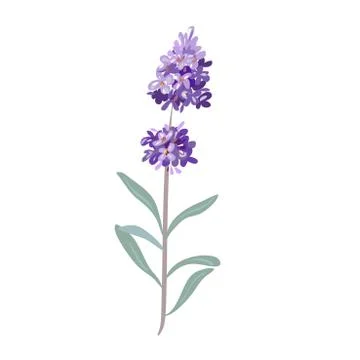 Lavender flowers on a white background. Stock Illustration
