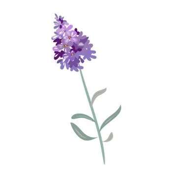 Lavender flowers on a white background. Stock Illustration