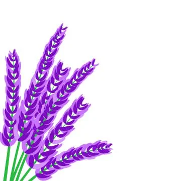 Lavender flowers on white background Illustrazione stock