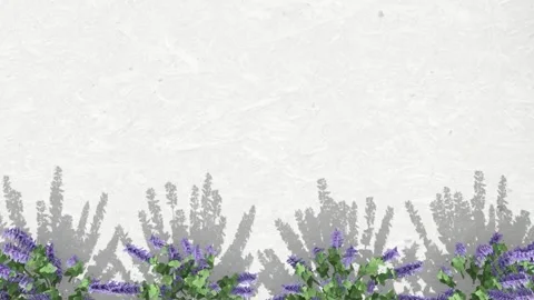Lavender Flowers on White Wall Background Video stock 320829582