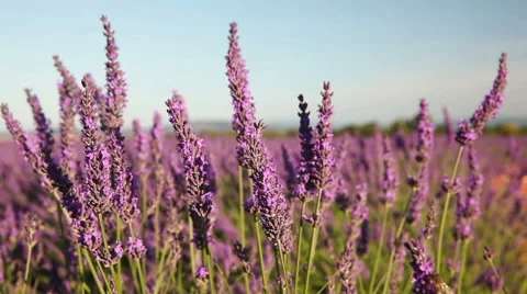 Lavender flowers in the wind Video stock 56210817