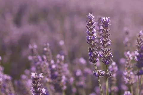 Lavender flowrers Stock Photos