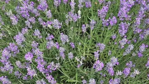 Lavender with fluttering bees Stock Footage 76742149