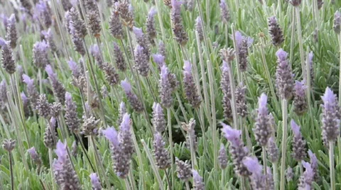 Lavender Видео 380695