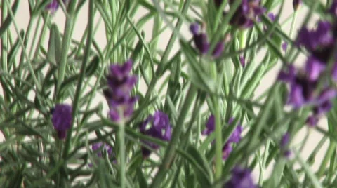 Lavender Stock Footage 473468