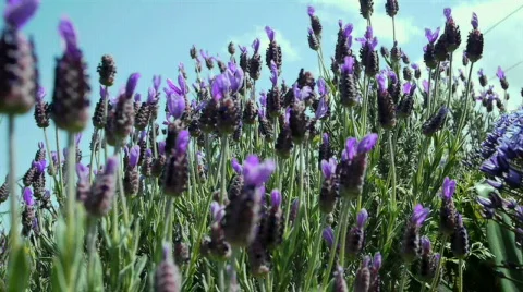 Lavender. Stock Footage 683519