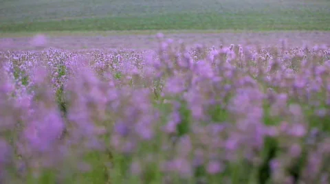 Lavender 스톡 동영상 772236