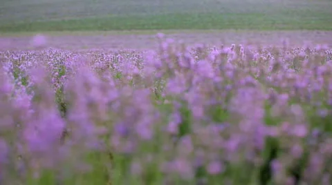 Lavender Stock Footage 1456421