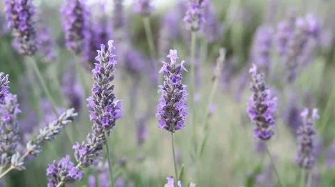 Lavender Vidéo 6526026