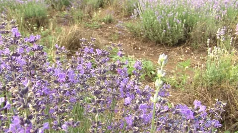 Lavender Stockbeeldmateriaal 7904132