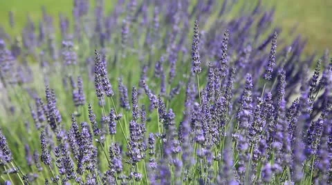 Lavender Stock Footage 11496728