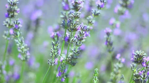 Lavender 库存影片 21337476