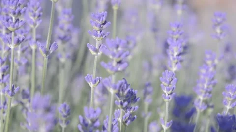 Lavender Stock Footage 44641125