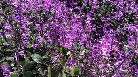 Lavender Stock Footage 48161110