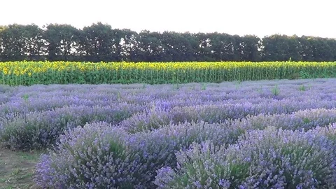 Lavender Stock Footage 78877844