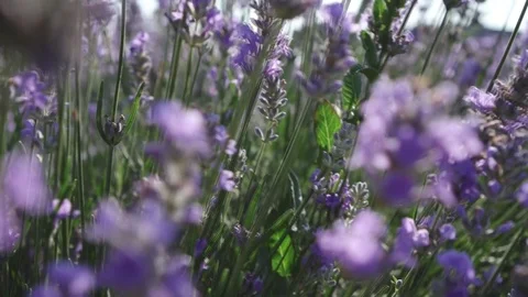 Lavender Stock Footage 92169500