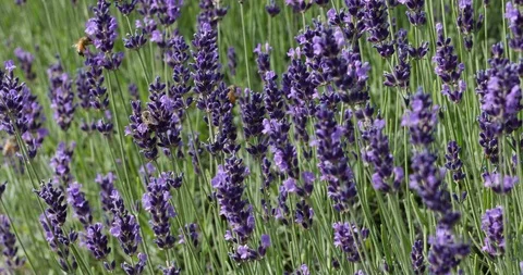 Lavender Stock Footage 92190953