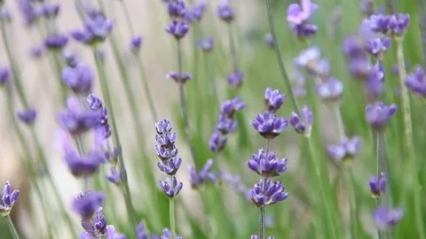Lavender Stock Footage 93781986