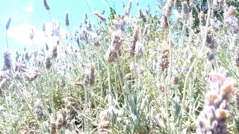 Lavender Stockbeeldmateriaal 101652470