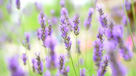 Lavender Stock Footage 132774478