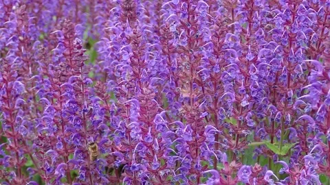 Lavender Stock Footage 137026655