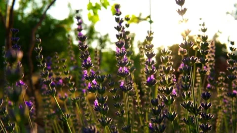Lavender Video stock 156454180