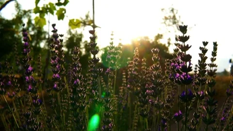 Lavender Video stock 156454207