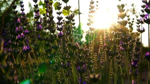 Lavender Video stock 156454375