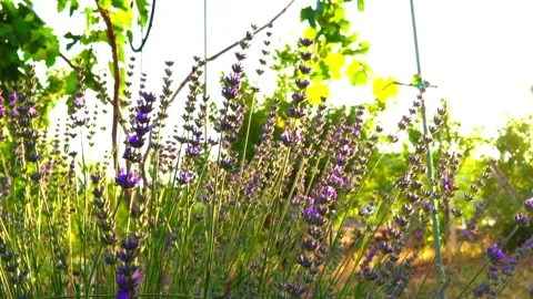 Lavender Video stock 156454465