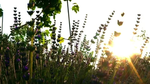 Lavender Video stock 156454644