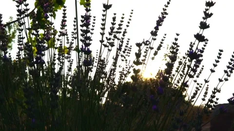 Lavender Video stock 156454808