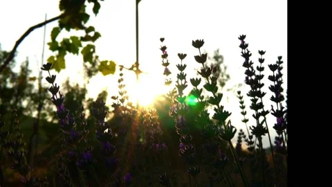 Lavender Video stock 156454837