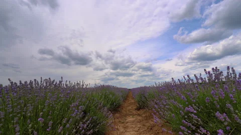 Lavender Stock Footage 204012135