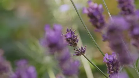 Lavender Video stock 212723561