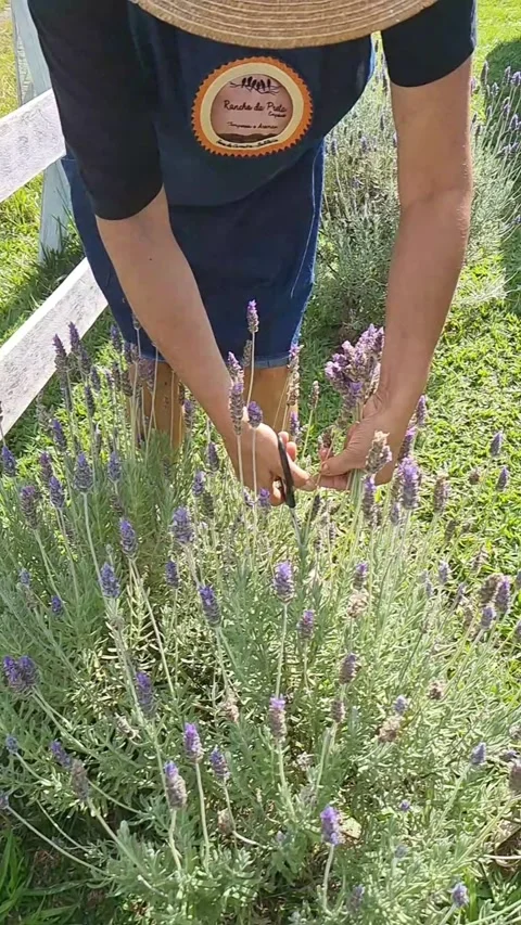 Lavender Stock Footage 237904202