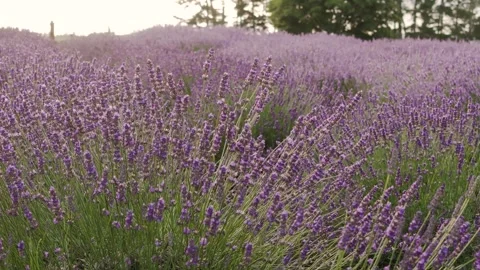 Lavender Stock Footage 317080168