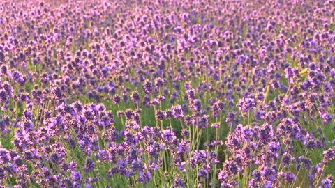 Lavender Video stock 332398054
