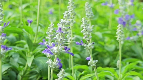 Lavender is a fragrant plant. Stock Footage 310612329