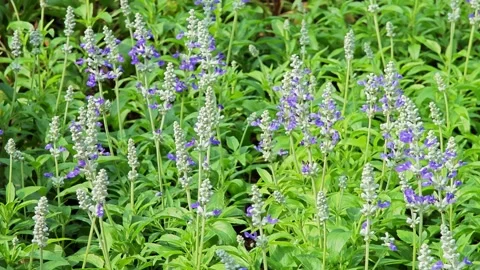 Lavender is a fragrant plant. Stock Footage 310612338