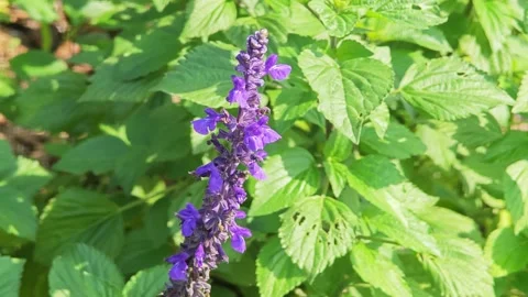 Lavender is a fragrant plant. Stock Footage 310612343