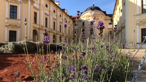 Lavender in front of Austerlitz castle, Czech Republic Stock Footage 98401060